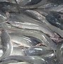 Harga Ikan Lele Terbaru